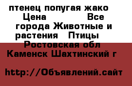 птенец попугая жако  › Цена ­ 60 000 - Все города Животные и растения » Птицы   . Ростовская обл.,Каменск-Шахтинский г.